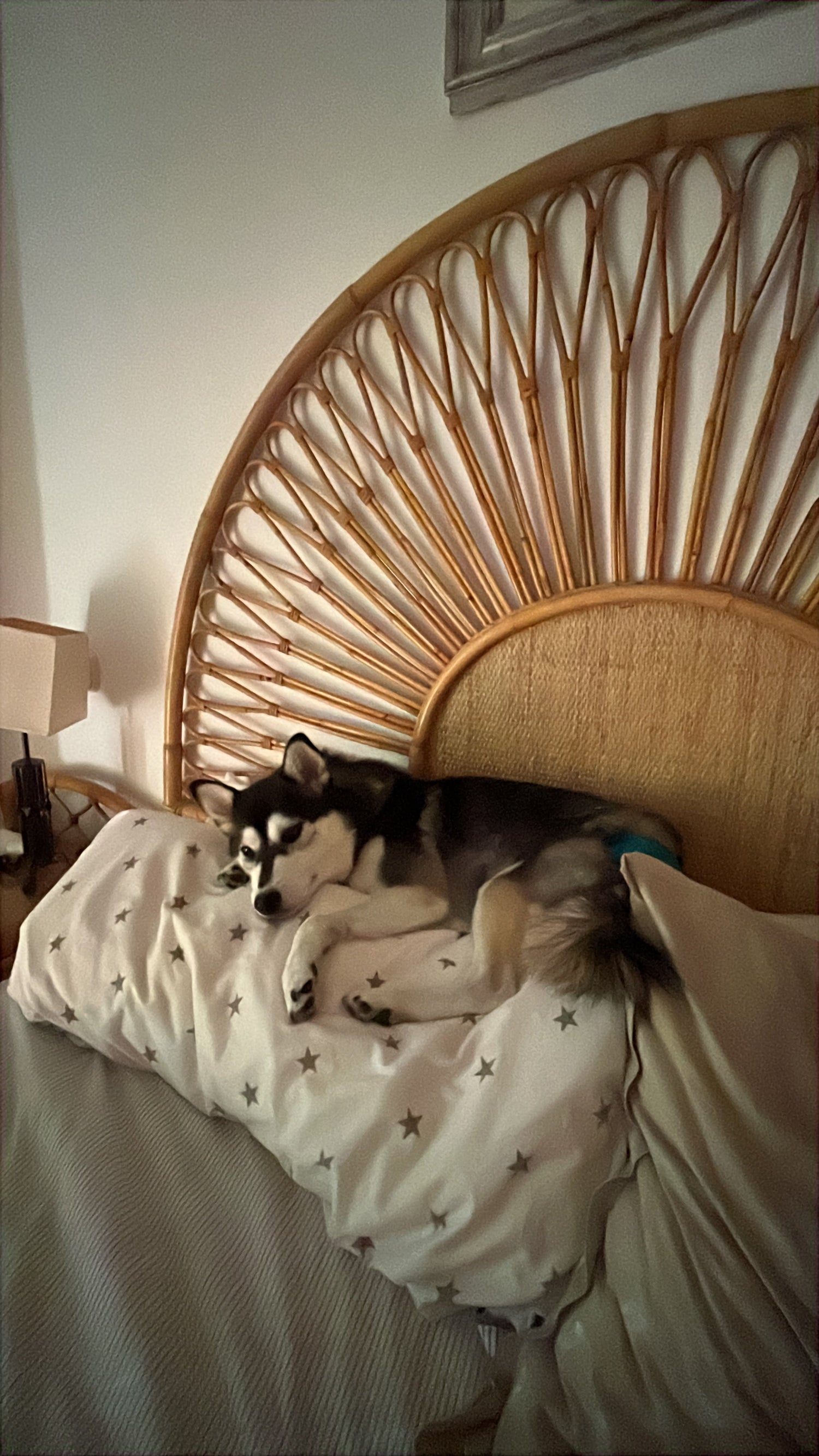 A dog resting on a bed with pillows in a home interior setting.