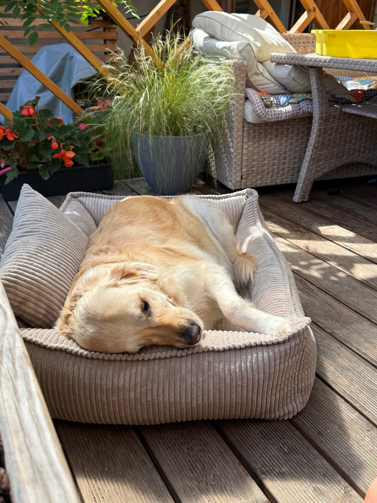 Lodie Corduroy Memory Foam Dog Sofa – Hazelnut Taupe, L