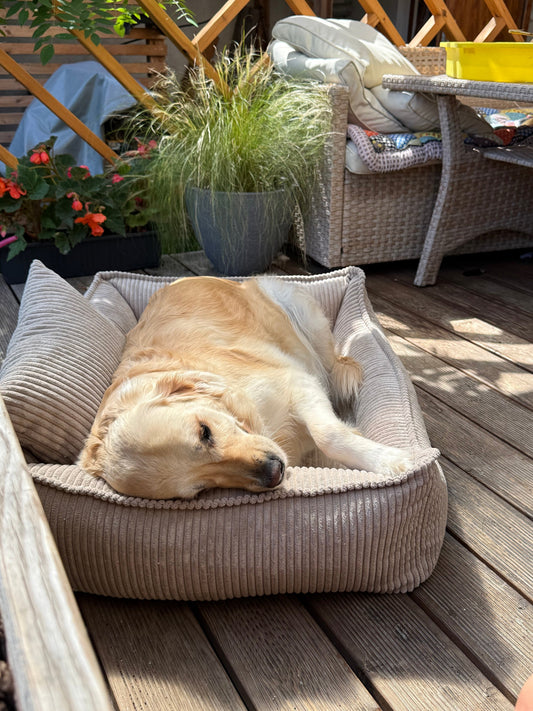 Lodie Corduroy Memory Foam Dog Sofa – Vanilla Beige, M